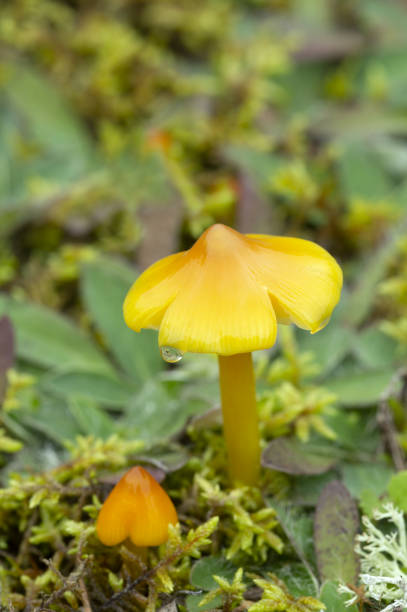 istock Conical wax cap, Hygrocybe conica growing in natural environment 1209126440