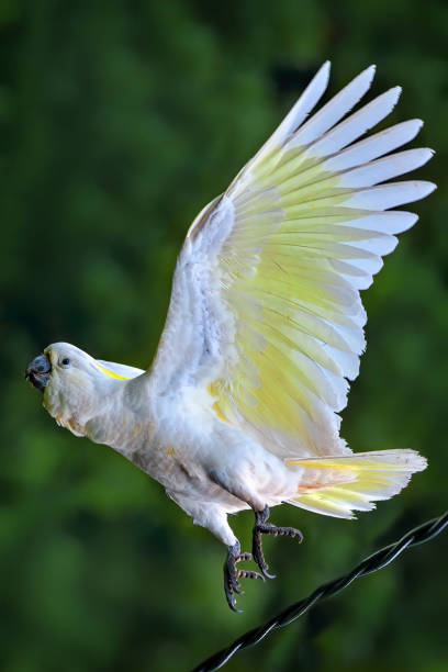 istock Sulphur Crested Cockatoo flying 1209126451