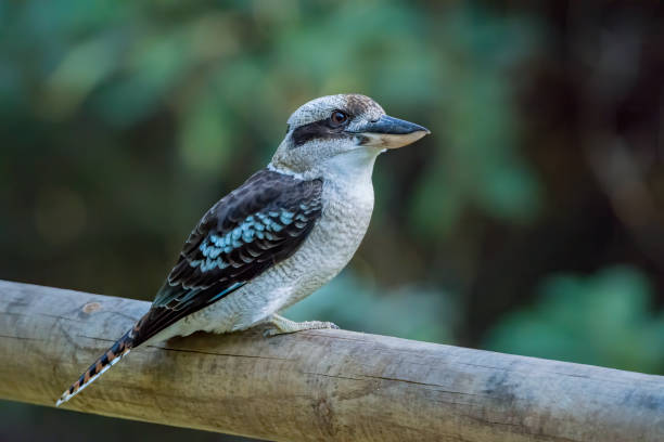 istock Laughing Kookaburra sitting on a fence 1209126585