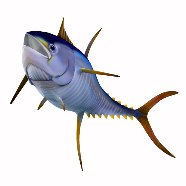 atún de aleta amarilla sobre blanco - tuna sea underwater fish fotografías e imágenes de stock