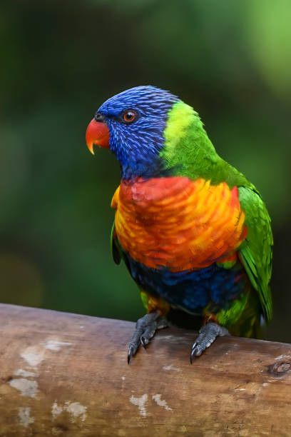 istock Rainbow Lorikeet perched on a wooden fence 1209128685