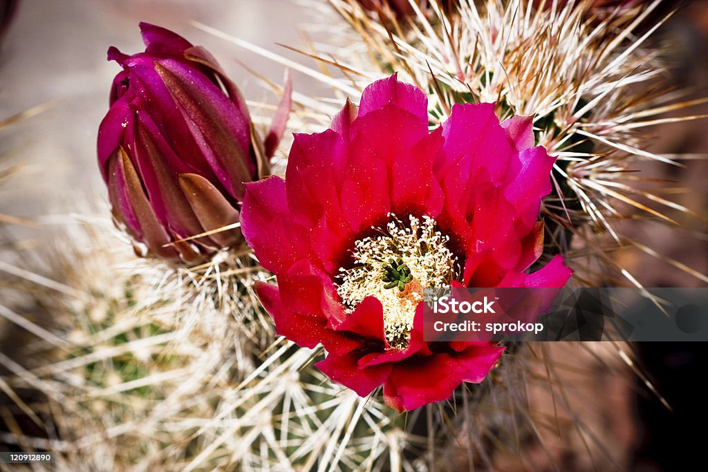 Wunderschöne cactus flower blossom - Lizenzfrei Baumblüte Stock-Foto