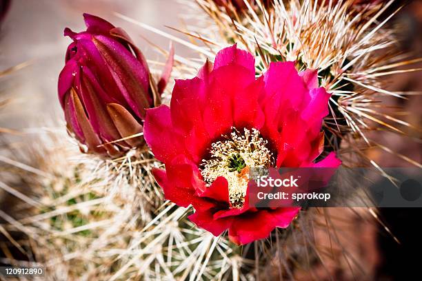 Wunderschöne Cactus Flower Blossom Stockfoto und mehr Bilder von Baumblüte - Baumblüte, Blatt - Pflanzenbestandteile, Blume