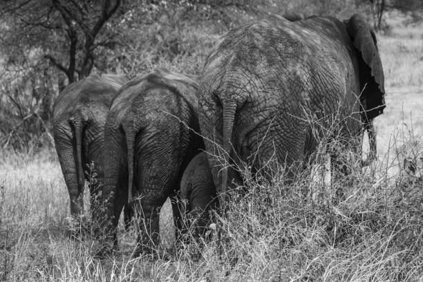 istock Group of African elephants (Loxodonta africana) from the back 1209129646
