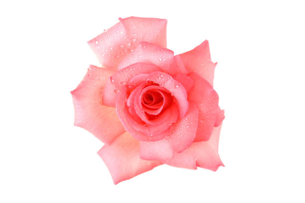 istock Delicate pink rose with isolated white background 1209129674