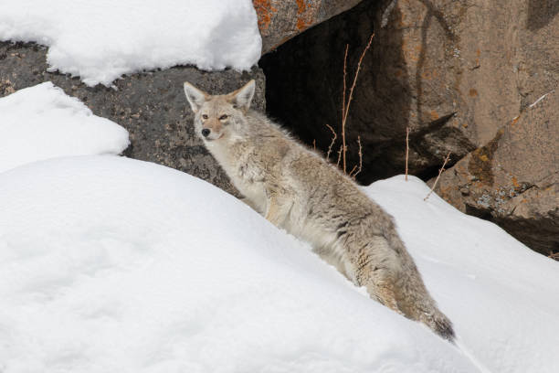 istock Lone coyote on the prowl looking for vole or mice for lunch 1209129768