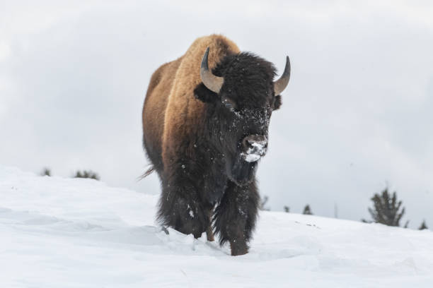 istock Buffalo (bison) moving alone hunting for a good and safe place to eat 1209129954