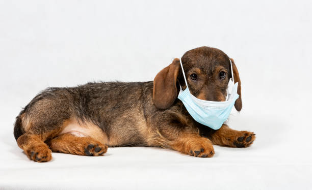 Wire-haired dachshund in a protective face mask. Medical face shield Wire-haired dachshund in a protective face mask. Medical face shield pomeranian pets mammal small stock pictures, royalty-free photos & images
