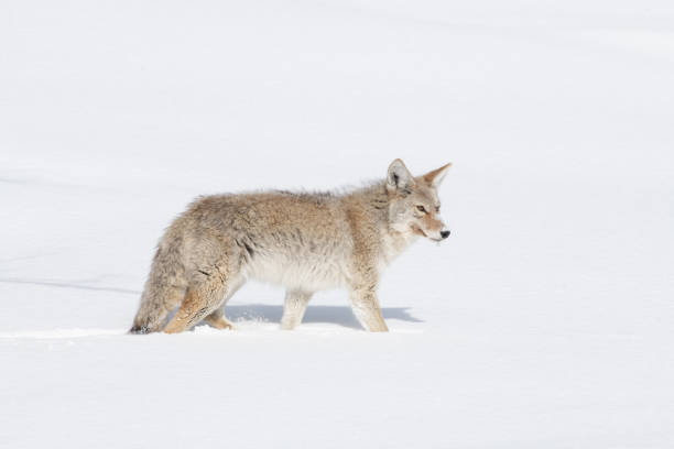 istock Lone coyote on the prowl looking for vole or mice for lunch 1209134174