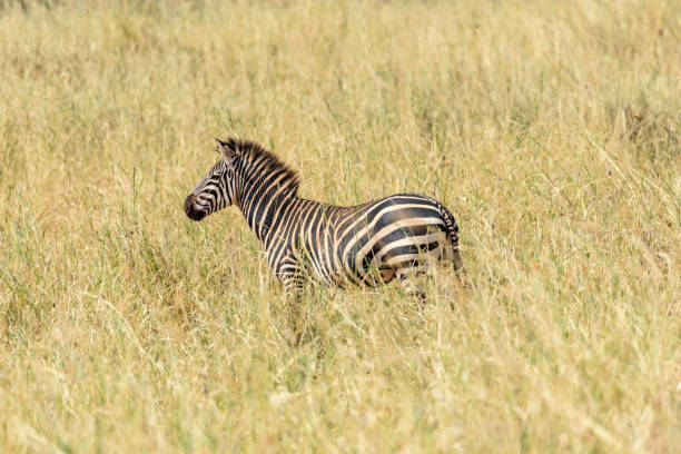 Safari, East Africa, August 2017, Northern Tanzania