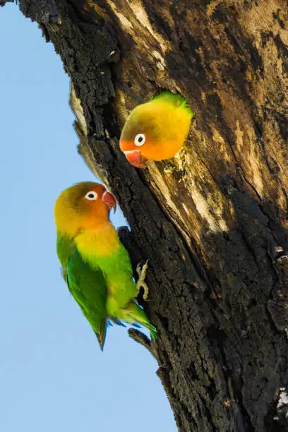 Photo of Fischer's Lovebird, Agapornis fischeri, at a nest in a dead tree,  Serengeti National Park, Tanzania, East Africa