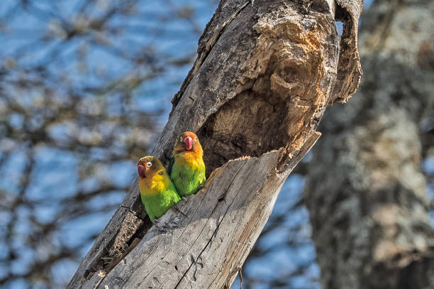 피셔의 러브버드, 아가포르티스 피셔리, 죽은 나무의 둥지, 세렝게티 국립공원, 탄자니아, 동아프리카 - agapornis 뉴스 사진 이미지
