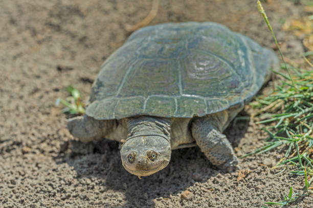 portrait of a turtle in conservation