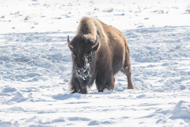istock Bison (buffalo) moving to better grazing spots for winter survival in Yellowstone 1209137076