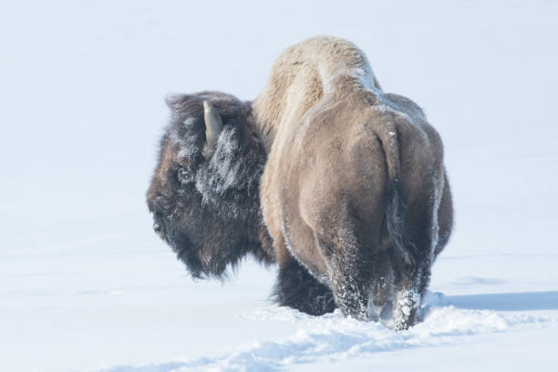istock Bison (buffalo) moving to better grazing spots for winter survival in Yellowstone 1209138411
