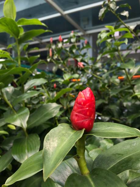 istock Red giner plant flora Singapore 1209138431