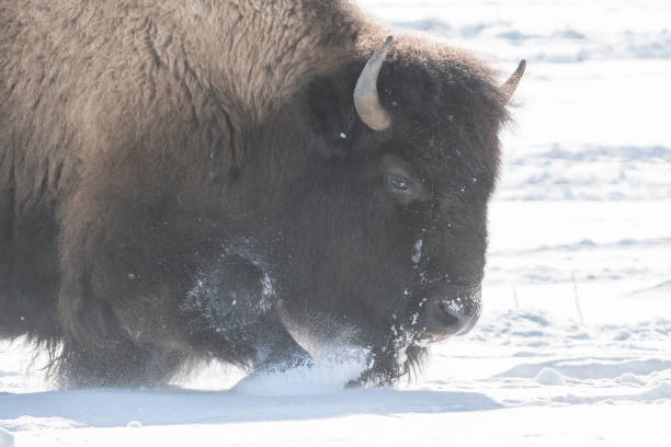 istock Bison (buffalo) moving to better grazing spots for winter survival in Yellowstone 1209140154