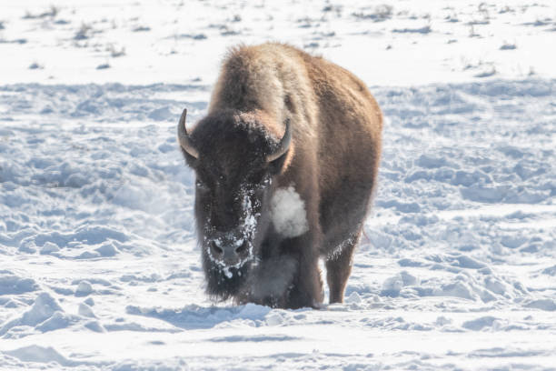 istock Bison (buffalo) moving to better grazing spots for winter survival in Yellowstone 1209140192