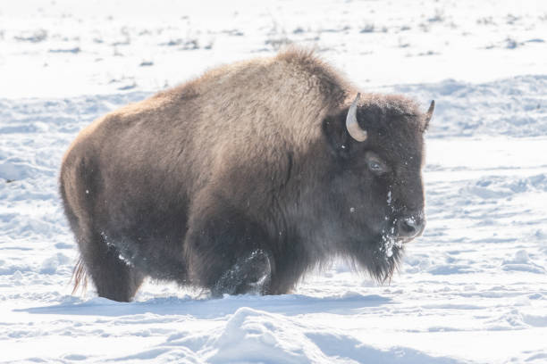 istock Bison (buffalo) moving to better grazing spots for winter survival in Yellowstone 1209140245