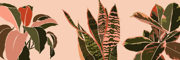 Art collage houseplant leaves in a minimal style. Silhouette of sansevieria, Spathiphyllum and ficus plants. Vector Art collage houseplant leaves in a minimal trendy style. Silhouette of sansevieria, Spathiphyllum and ficus plants in a contemporary simple abstract style on a pink background. Vector illustration tropical climate illustrations stock illustrations