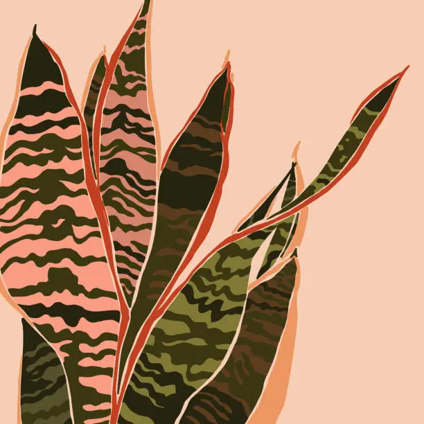 Vector illustration of Sansevieria plant in a minimalist trendy style. Silhouette of a plant in a contemporary abstract style. Vector