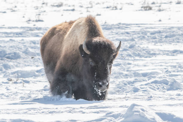 istock Bison (buffalo) moving to better grazing spots for winter survival in Yellowstone 1209140393