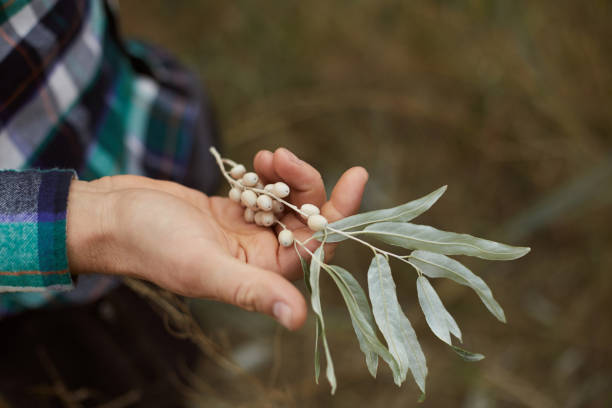 istock A branch with berries in the male hand 1209141162