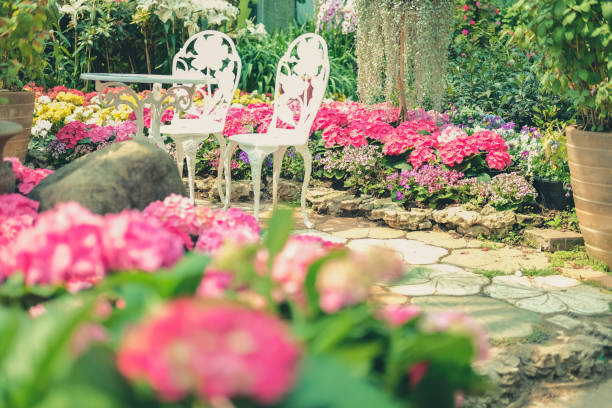 istock blooming pink hydrangea growing in flower garden 1209141281