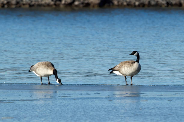 istock Two geese on ice by the lake. 1209147126