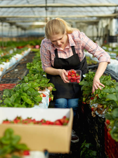 istock Woman harvesting fresh strawberries 1209147726