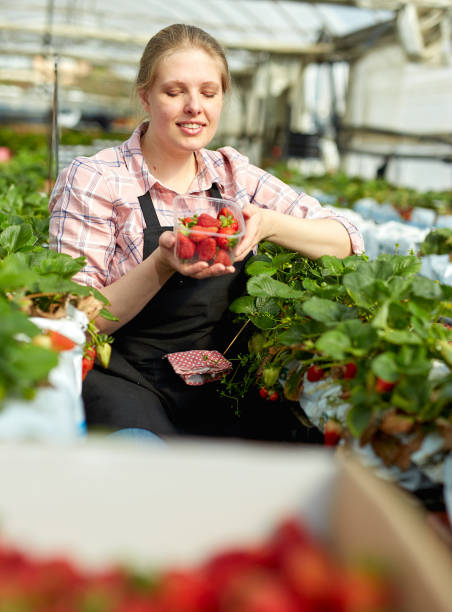 istock Female  gardener in apron  pholding box with fresh  strawberries 1209147731