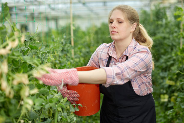 istock Female farmer harvesting green peas 1209147742