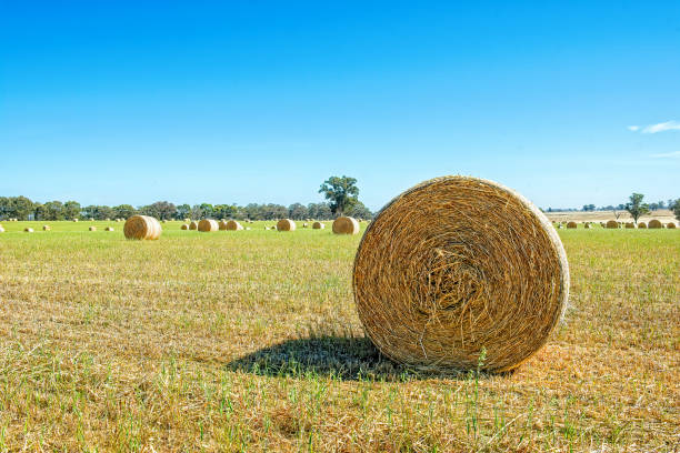 istock Hay bales in a field 1209152450