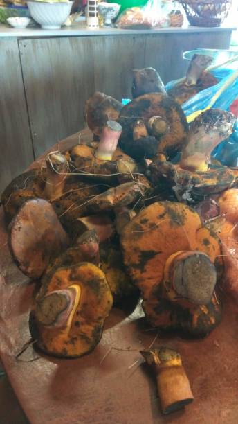 istock a bunch of  mushrooms 1209154102