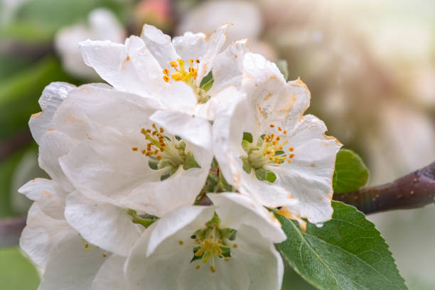 White blossoming apple trees in the sunset light. Spring season, spring colors