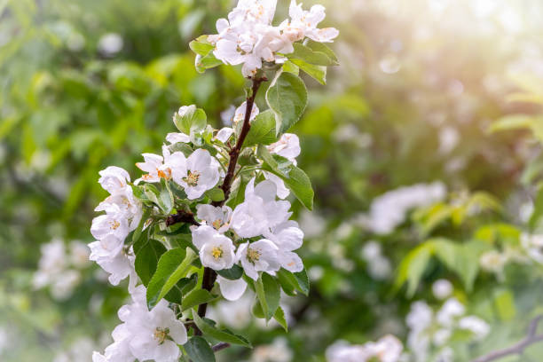 istock White blossoming apple trees in the sunset light 1209154340