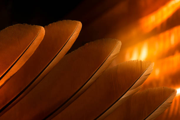 istock Beautiful orange feather pattern texture background ,Orange macro feather, Feather, Bird, Animal, Close-up, Backgrounds. 1209155615