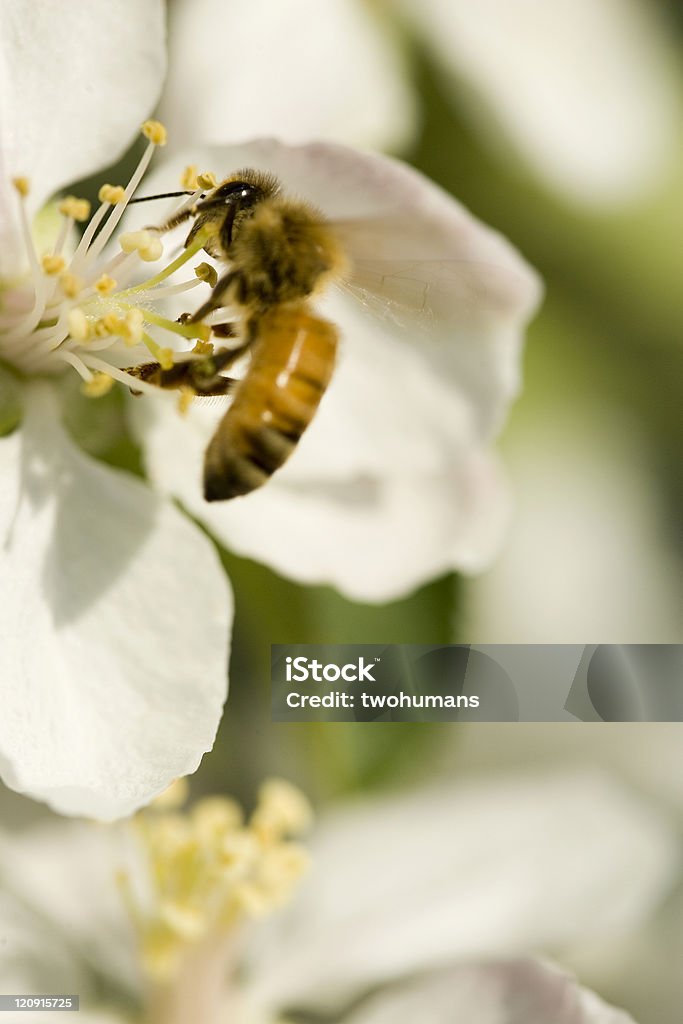 Biene und Blume - Lizenzfrei Apfelbaum-Blüte Stock-Foto