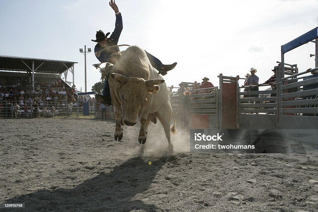 Rodeo - Bull Riding Cowboy riding on a bull during a rodeo festival. Rodeo Stock Photo