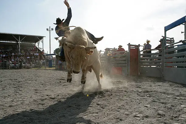 Cowboy riding on a bull during a rodeo festival.
