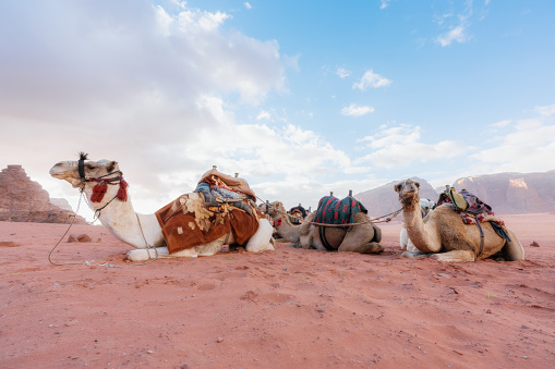 Group of camels sitting on sand at Wadi Rum desert in Jordan