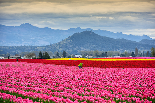 Mount Vernon, Washington USA - March 29th, 2015: Its the scene of Skagit valley tulip field in Mount Vernon Washington.