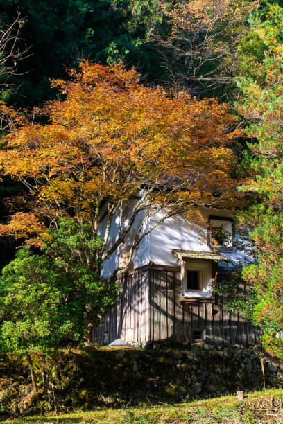 istock White architecture and yellow autumn leaves 1209165540