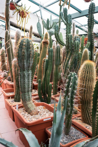 istock Cactuses in pots grow in a closed greenhouse. 1209165595