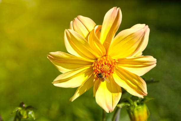 Bright yellow flower . stock photo