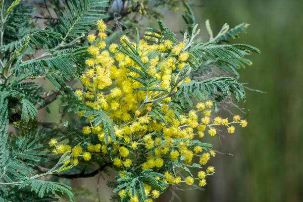 istock Australian native wattle flowers 1209168378