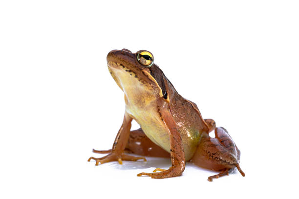 istock Japanese Brown Frog. NIHONAKAGAERU. 1209170765