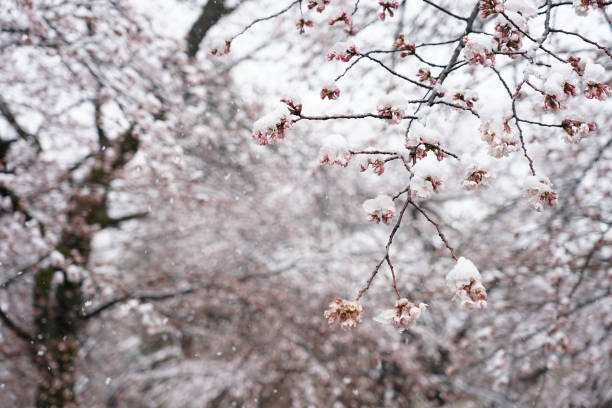 Snow and frost during late spring flowering season, blossoming sakura or decorative japanese cherry tree with pink flowers in the garden, nature background. Anomaly weather and climate change concept