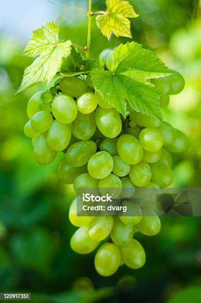 Verde Uvas Foto de stock y más banco de imágenes de Aire libre - Aire libre, Parra, Sin personas