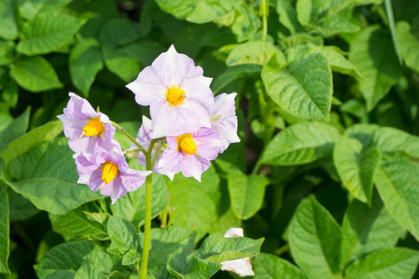 cespuglio di patate in fiore. un bocciolo di fiori su uno sfondo di foglie verdi. primo piano. - petal bud plant agriculture foto e immagini stock